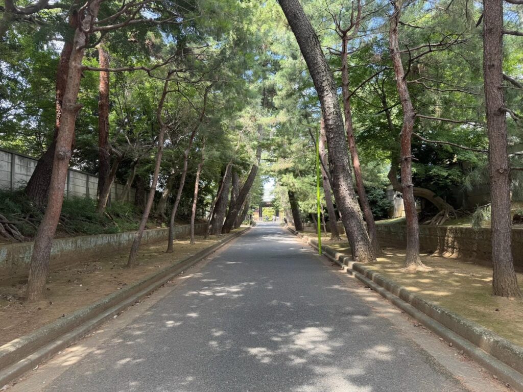 豪徳寺の松並木が続く参道