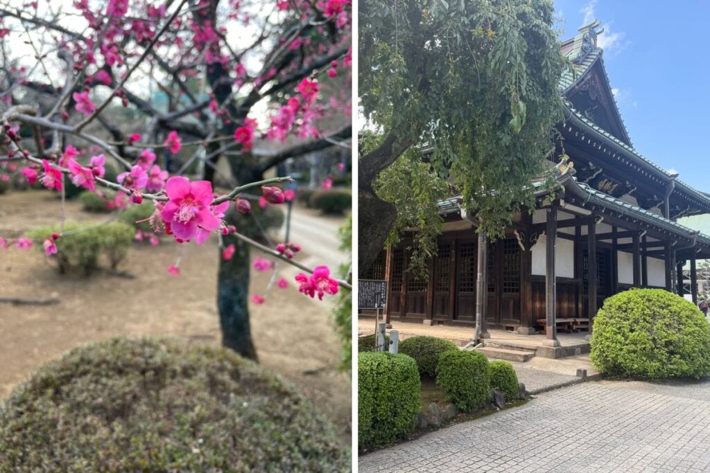 豪徳寺の2024年2月と2026年8月の季節比較