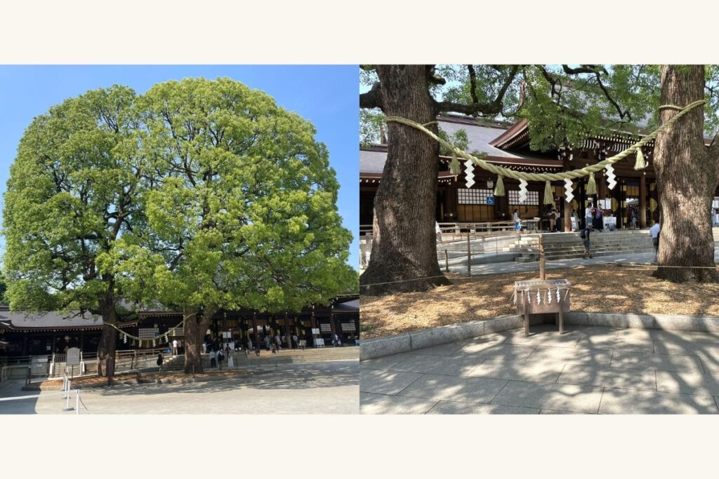 明治神宮の夫婦楠と御社殿