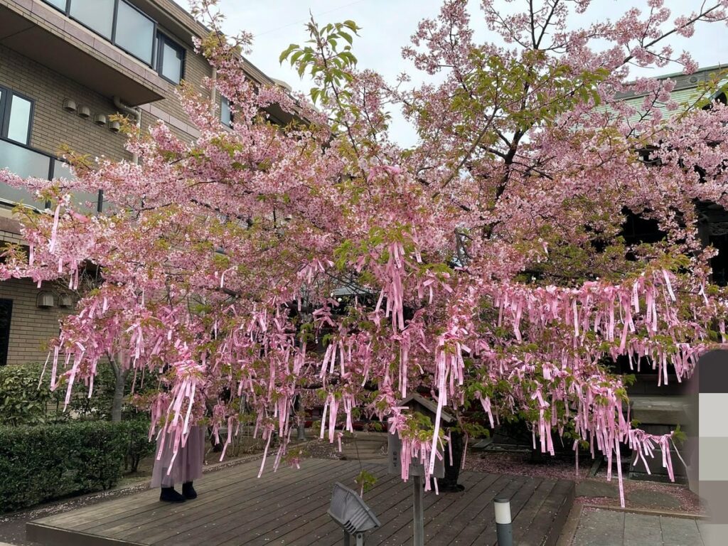 桜神宮の河津桜とさくらのえんむすび花帯