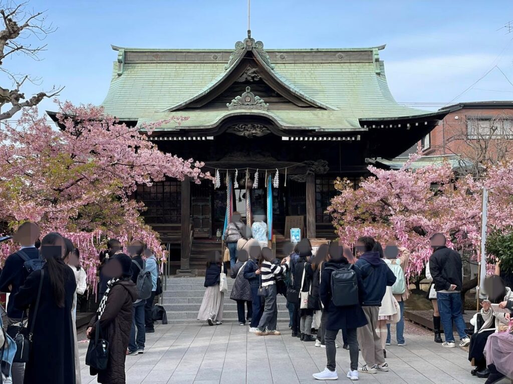 桜の時期に混雑する桜神宮の境内