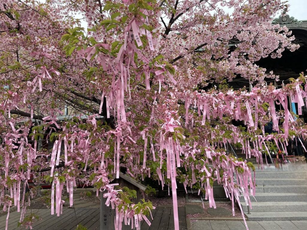 桜神宮のえんむすびの木とピンク色の花帯