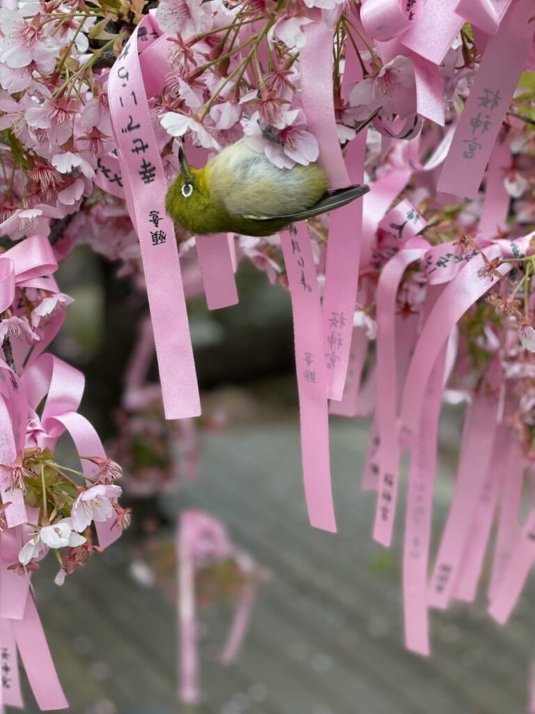桜神宮の河津桜にとまるメジロ
