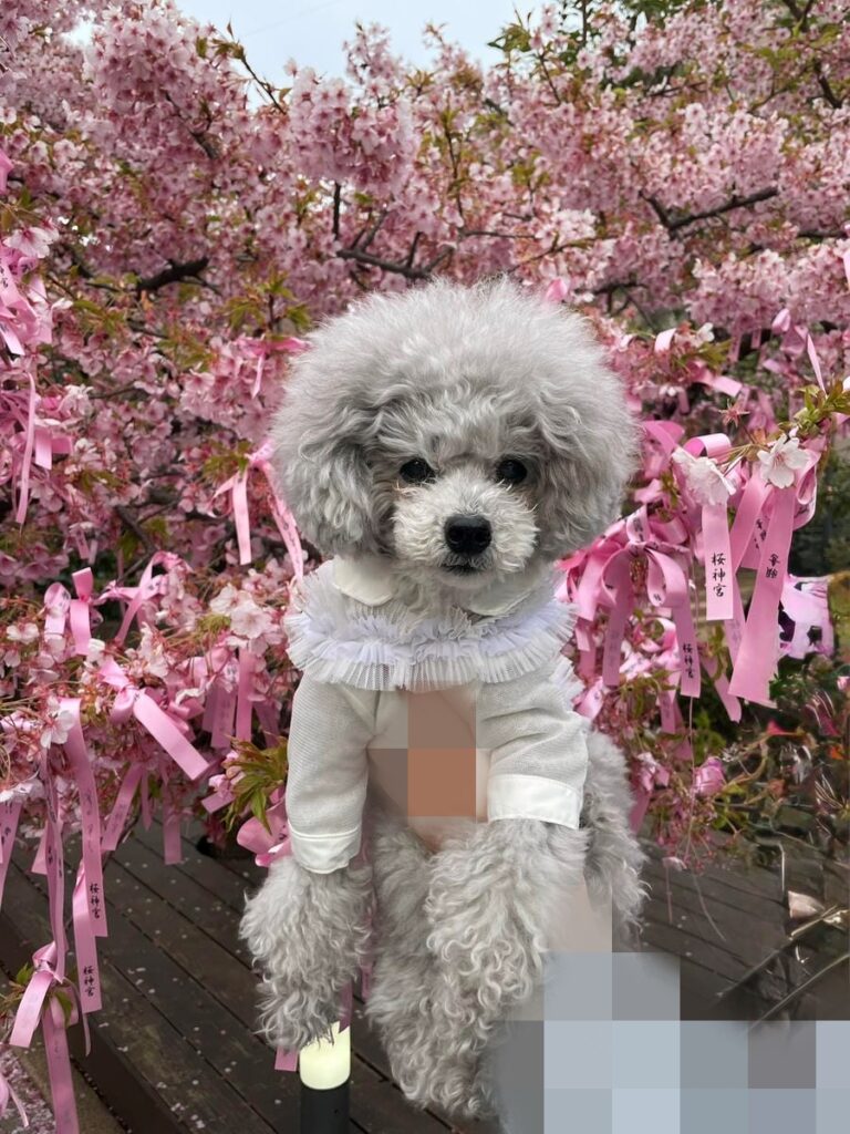 桜神宮の境内で愛犬と参拝した様子