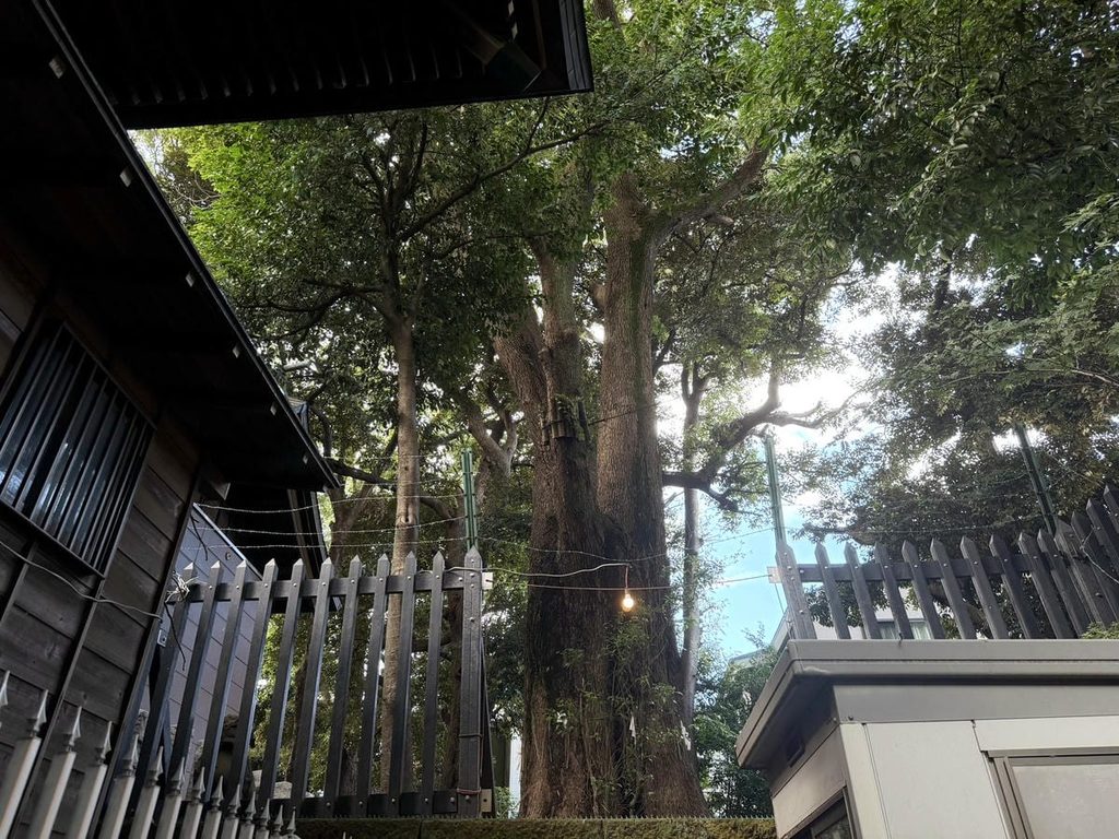 太子堂八幡神社の御神木